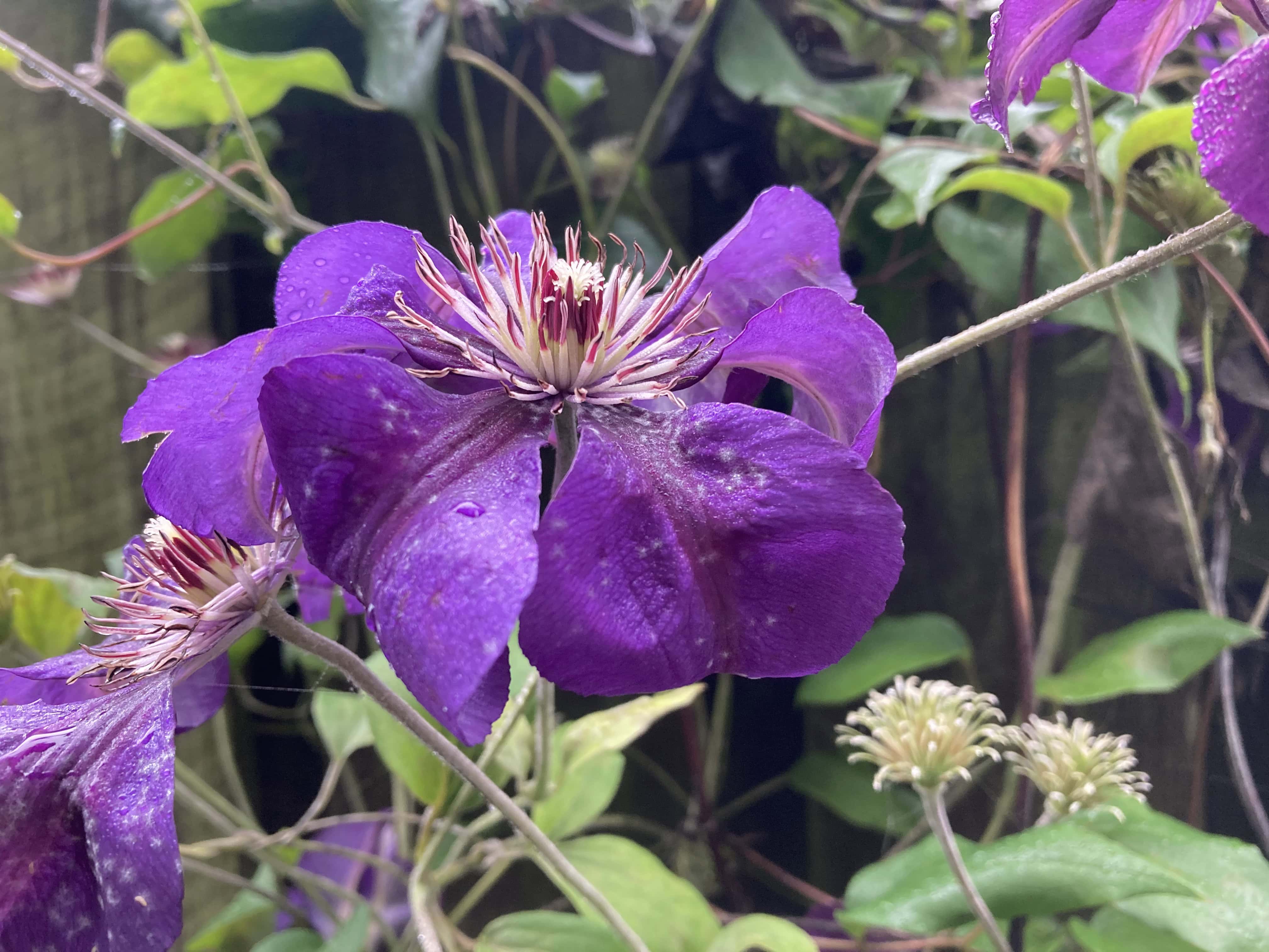 Clematis — FOTD Sep 26