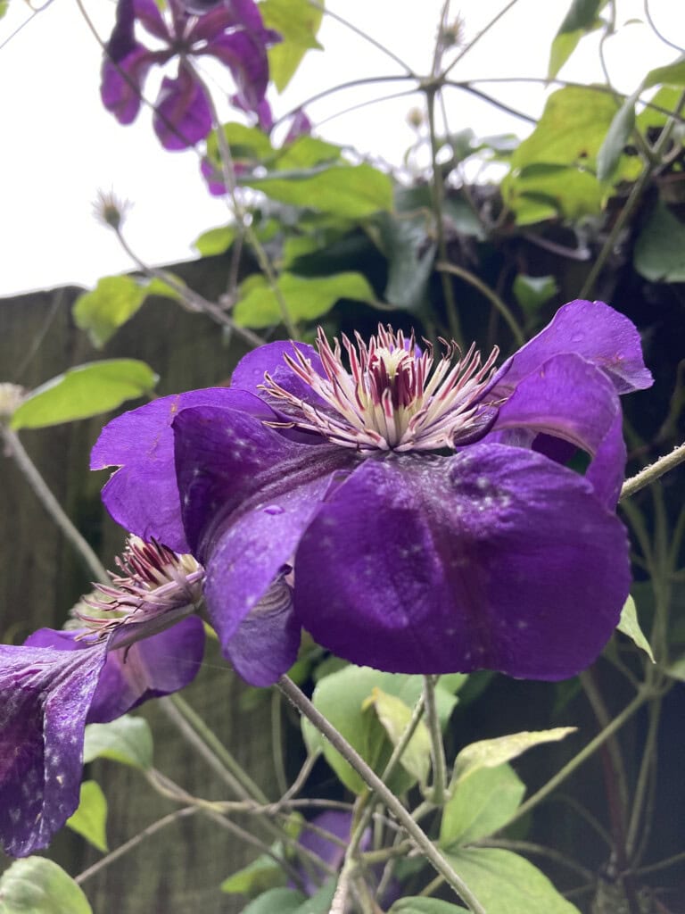 clematis