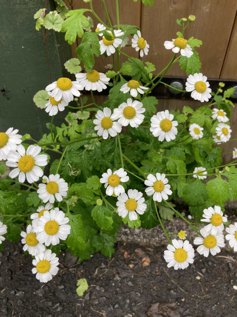 Feverfew