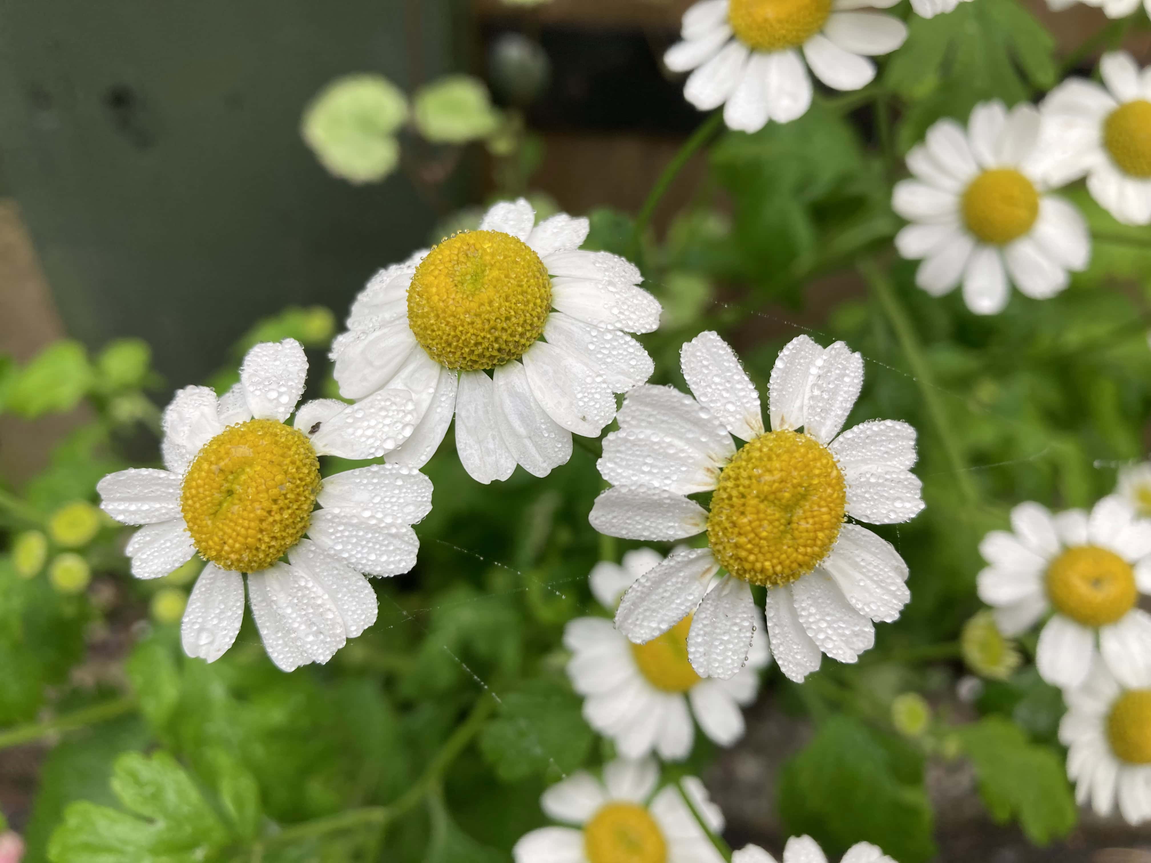 FeverFew — FOTD Sep 24