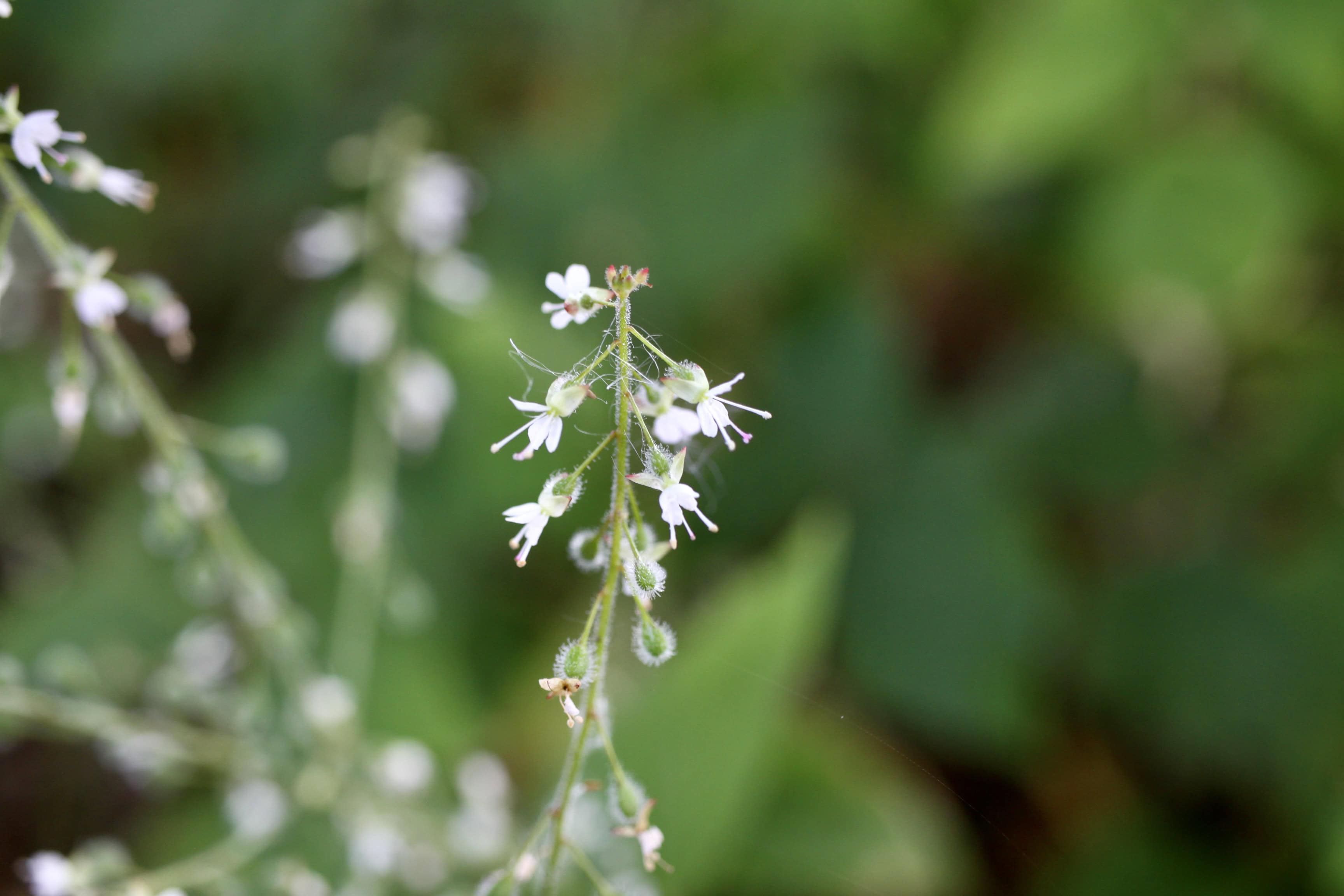Galium Aparine (I Think) — FOTD Sep 02
