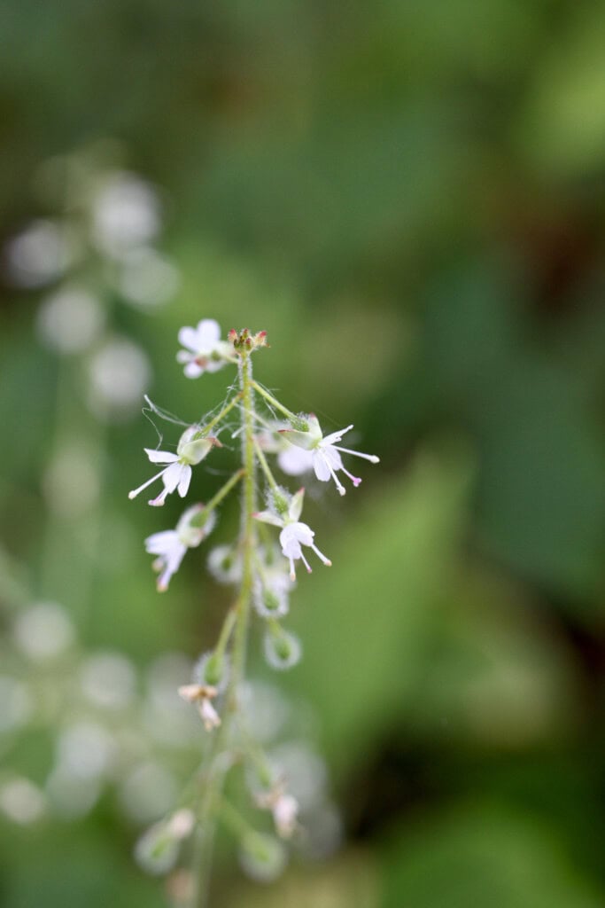 Tiny white wildflower
