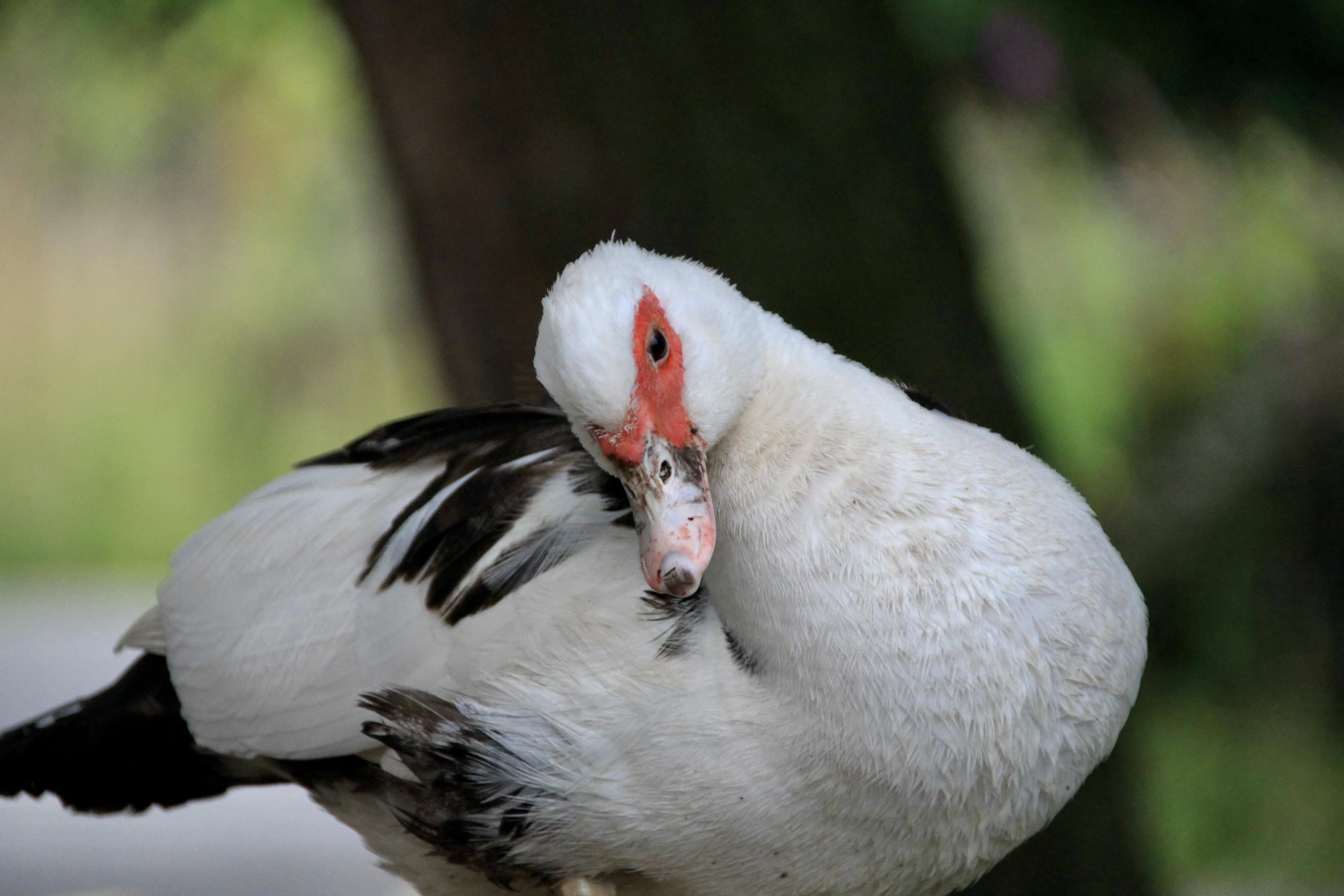 Muscovy Duck — Monday Portrait sep 21