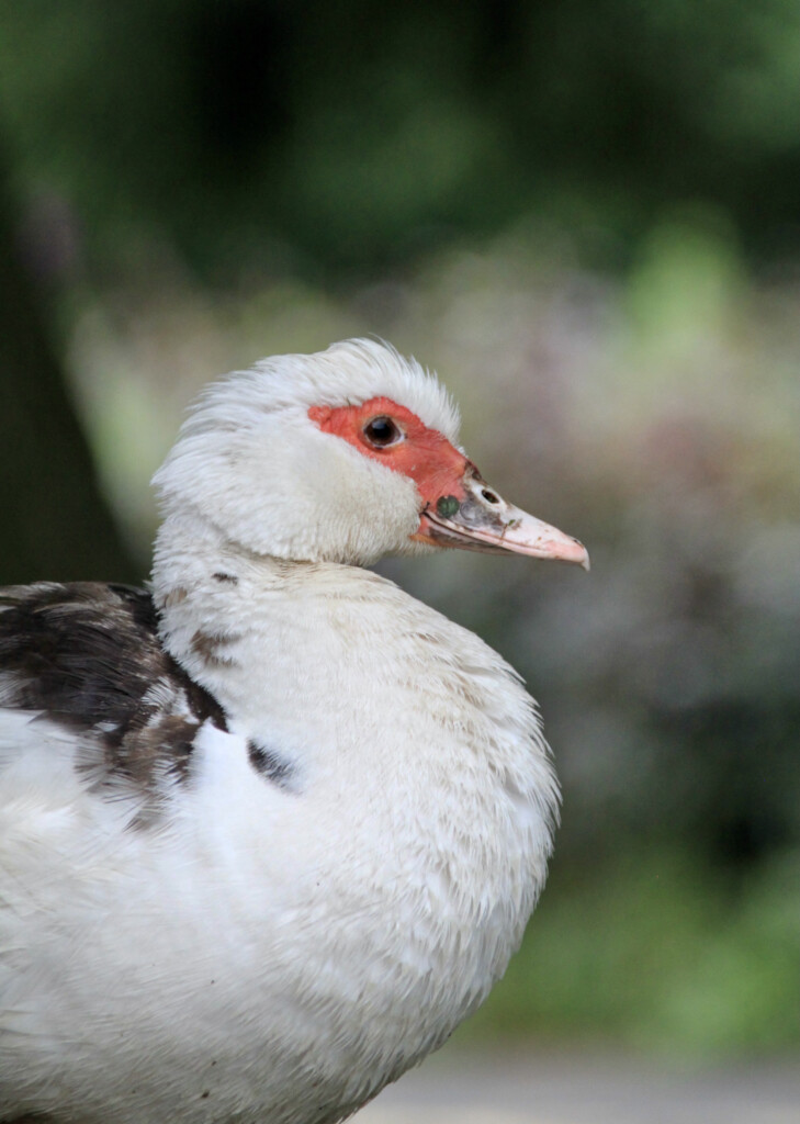 Muscovy Duck
