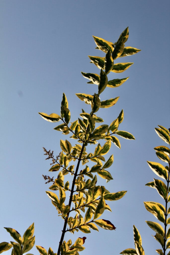 Hebe Leafs