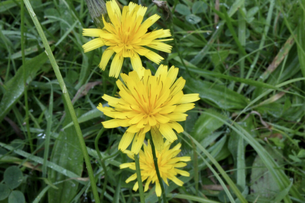 Dandelions