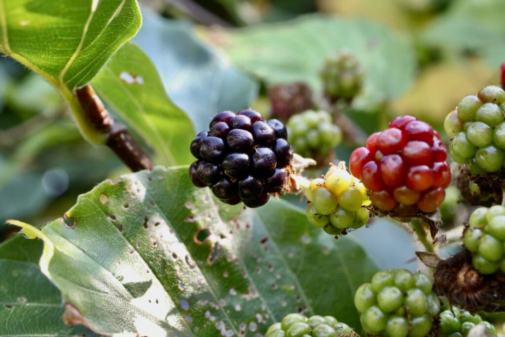 Brambles