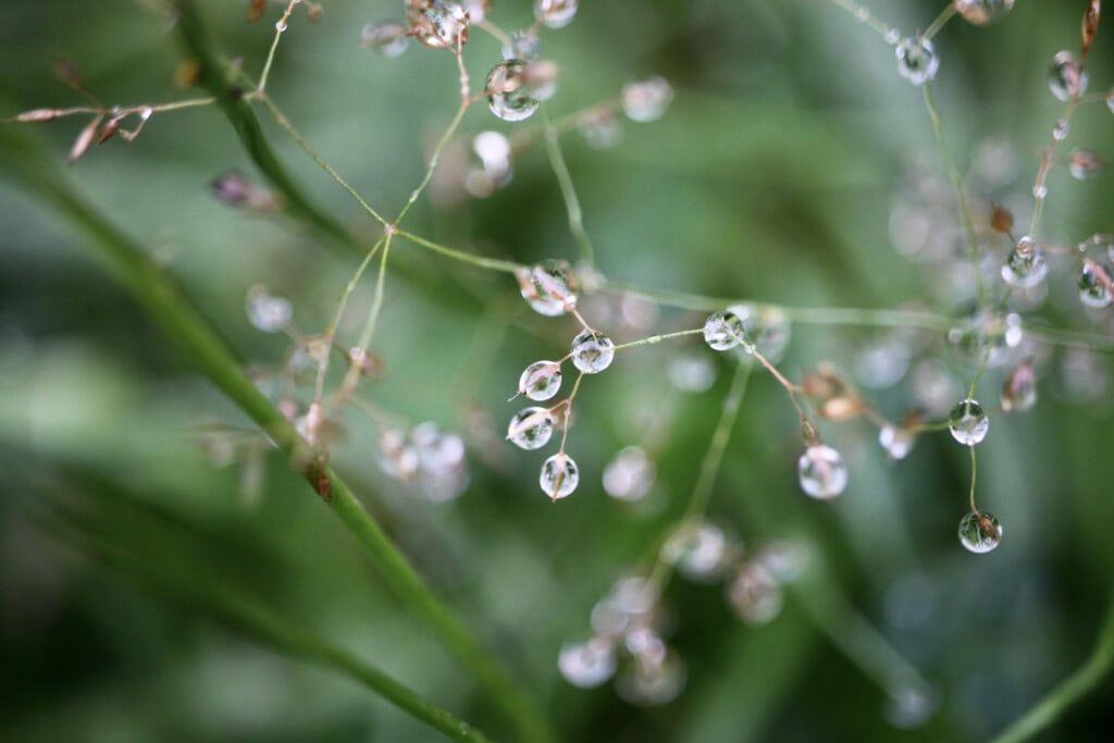 Raindrops