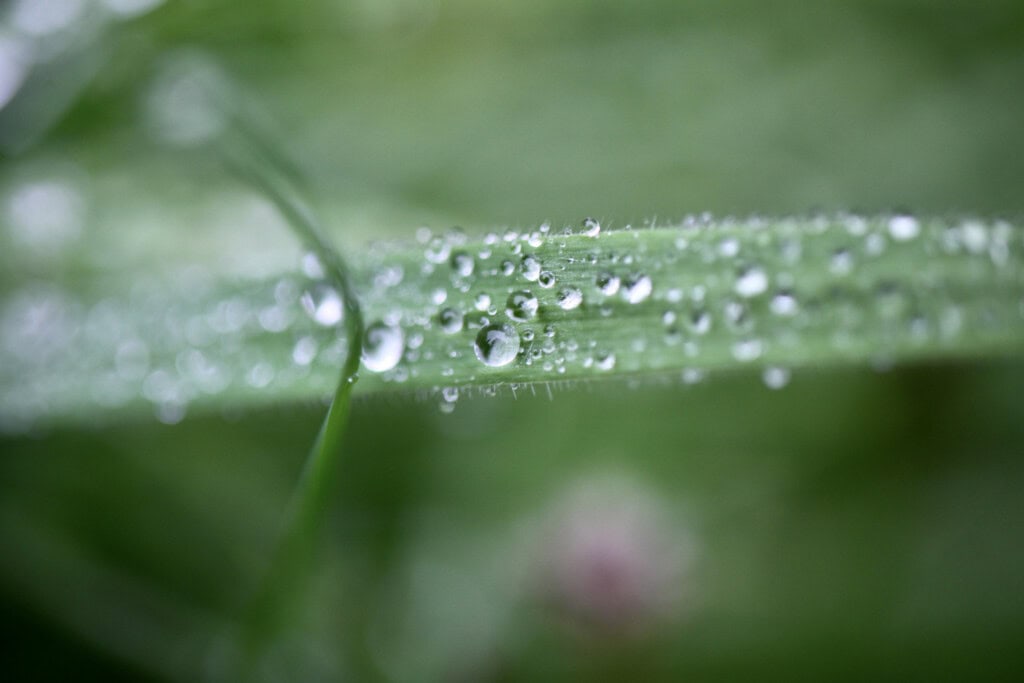 raindrops on grass