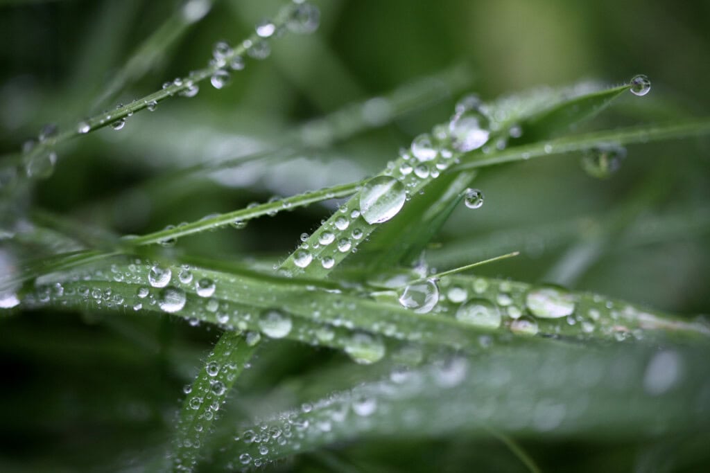 raindrops on grass