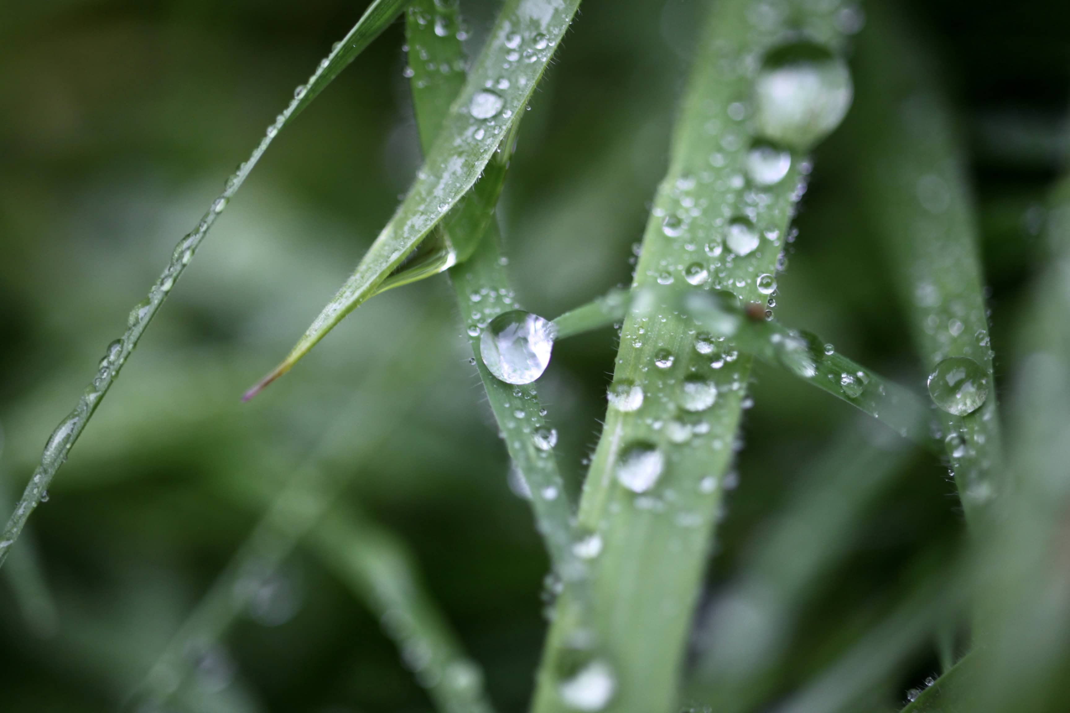 Raindrops — Water Water Everywhere #96