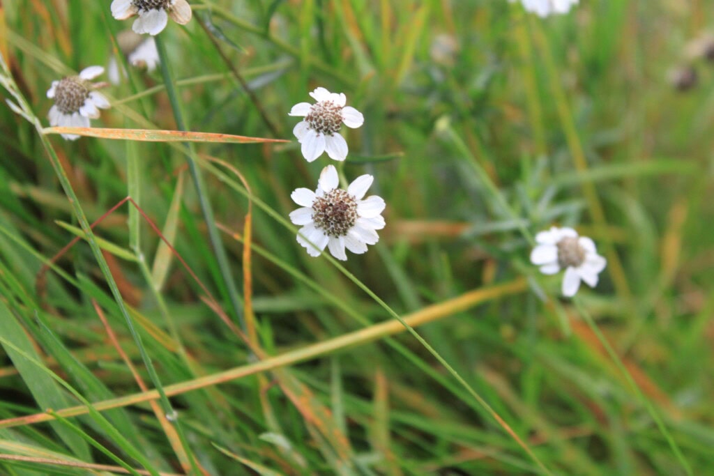 Wildflowers