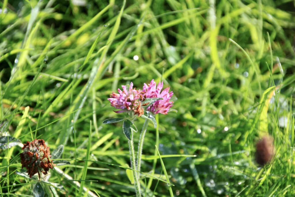 Red clover