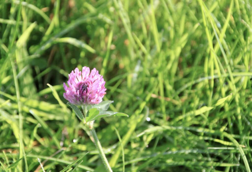 Red clover