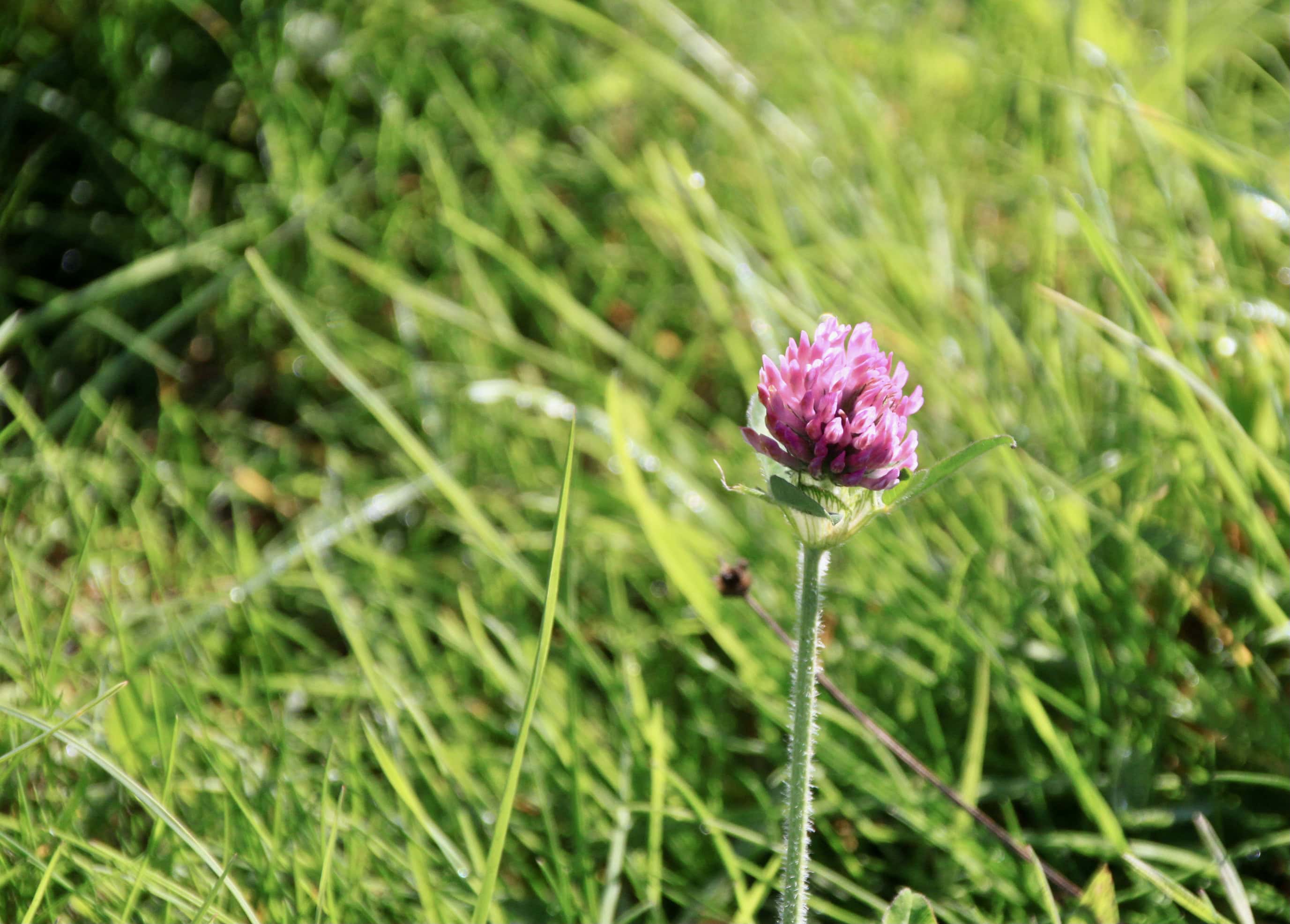 Red Clover — FOTD Oct 01