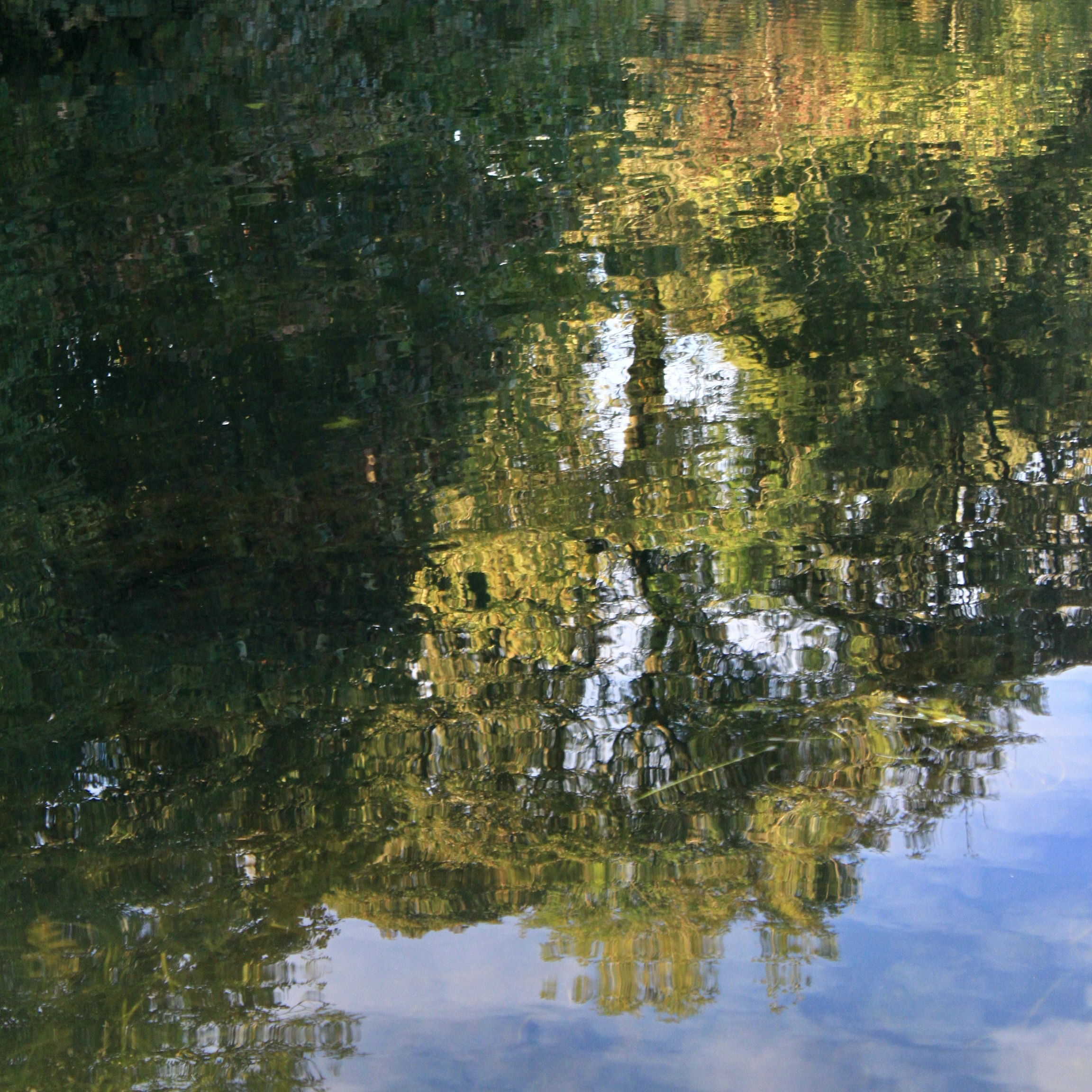 Reflected Trees — Water Water Everywhere #98