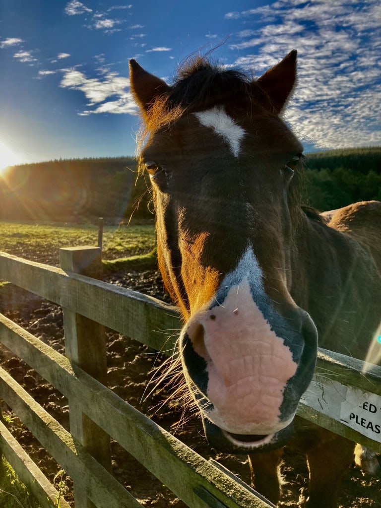 Horse