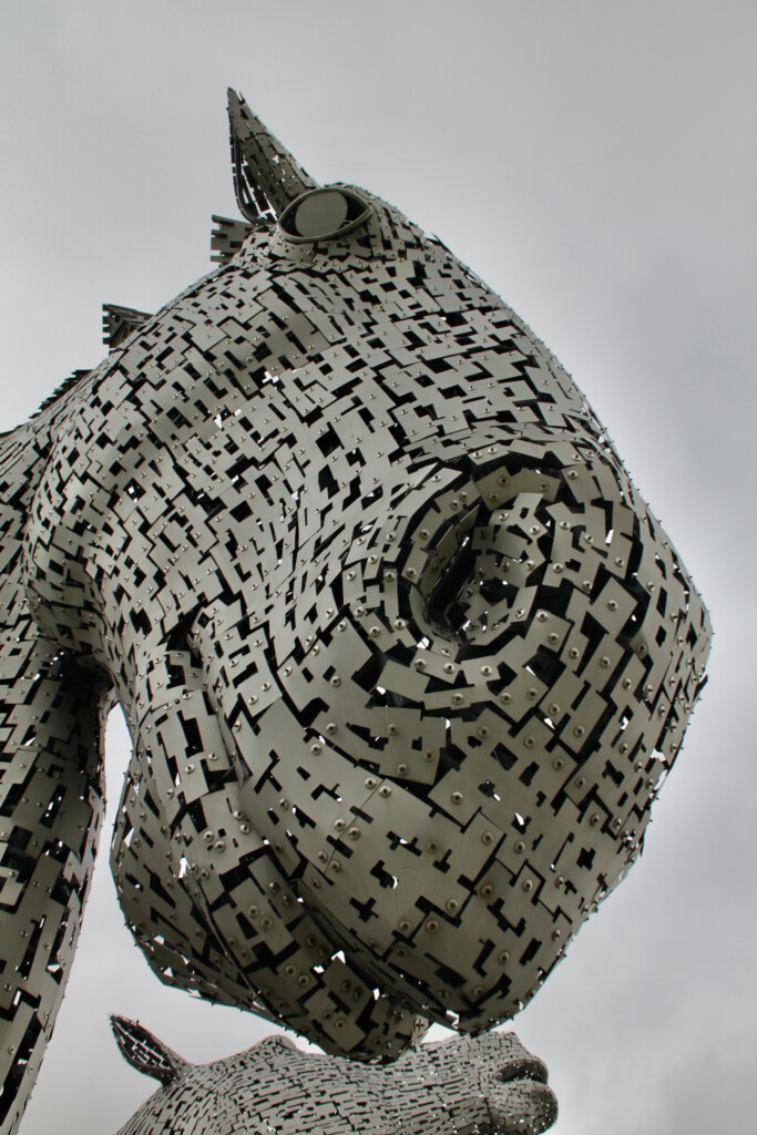 Kelpie up close