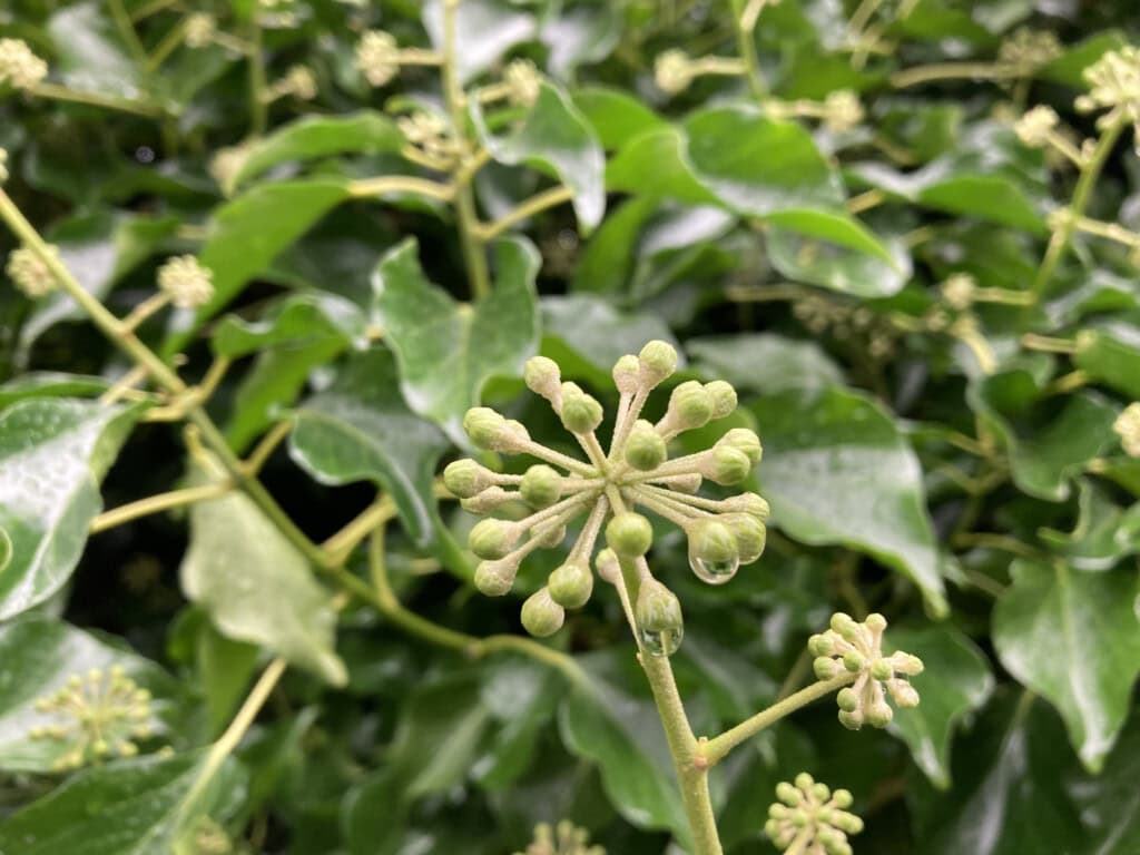 Green milkweed