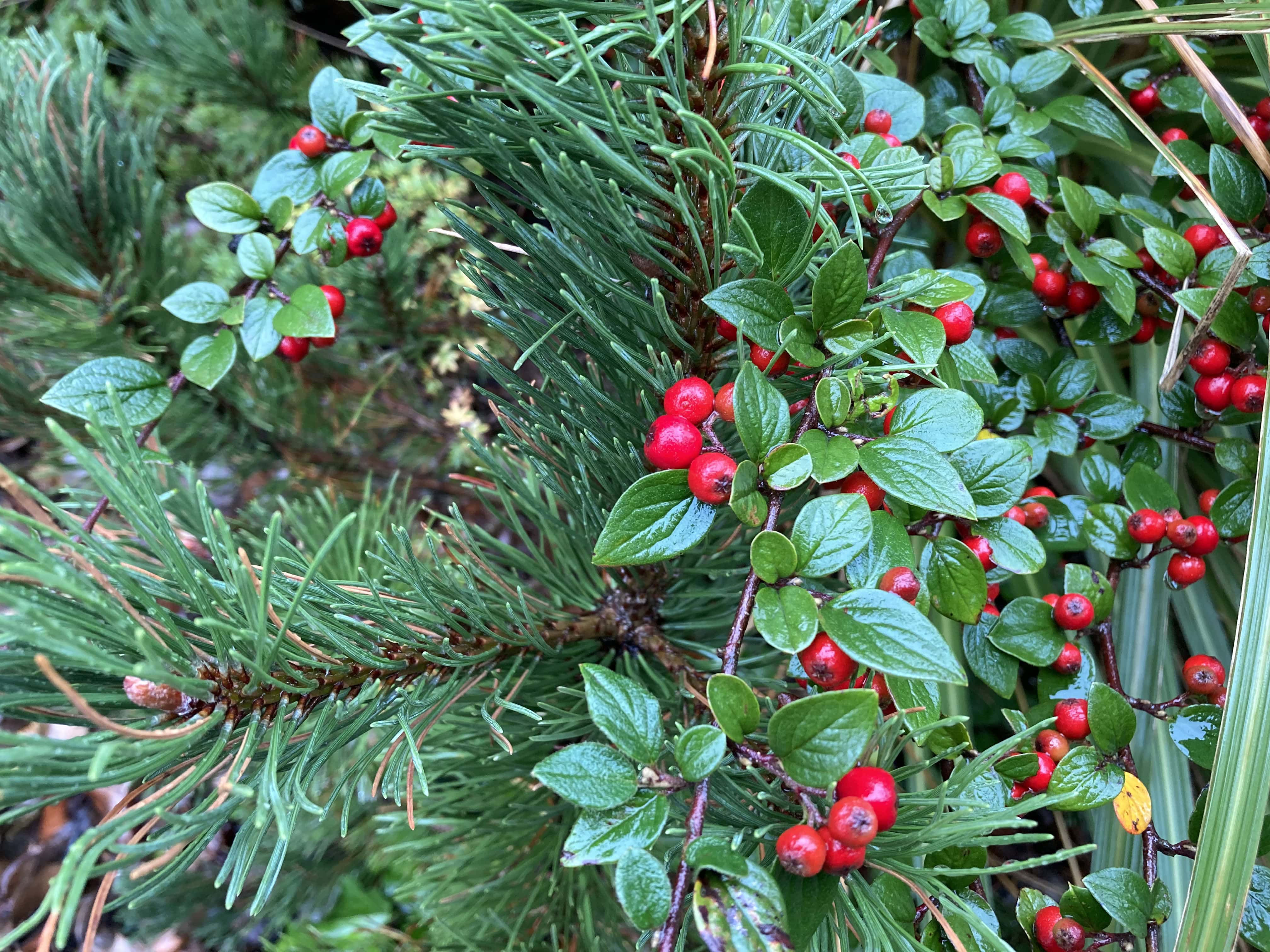 Berries, Leafs and Needles — FOTD Oct 03