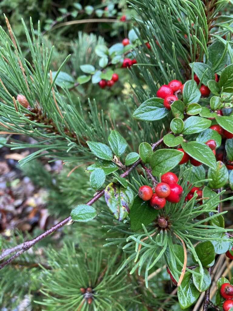 Berries, leafs & needles