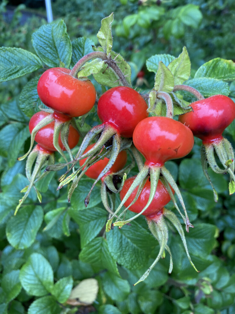 Rose hips