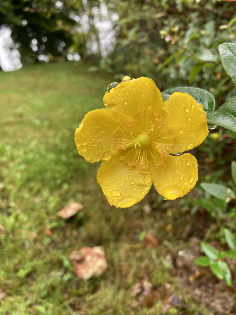 St John's Wort