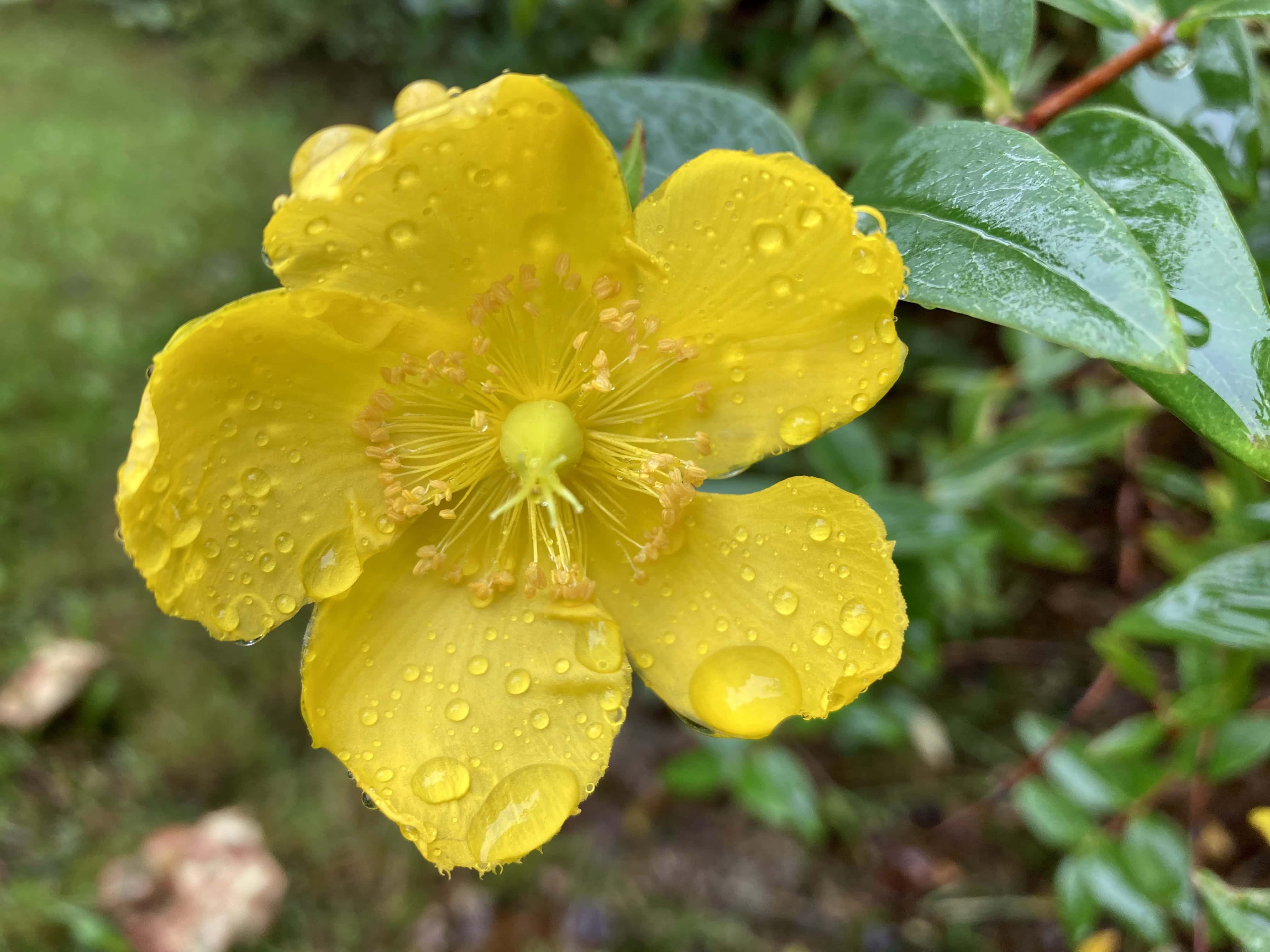 St John’s Wort — FOTD Oct 02