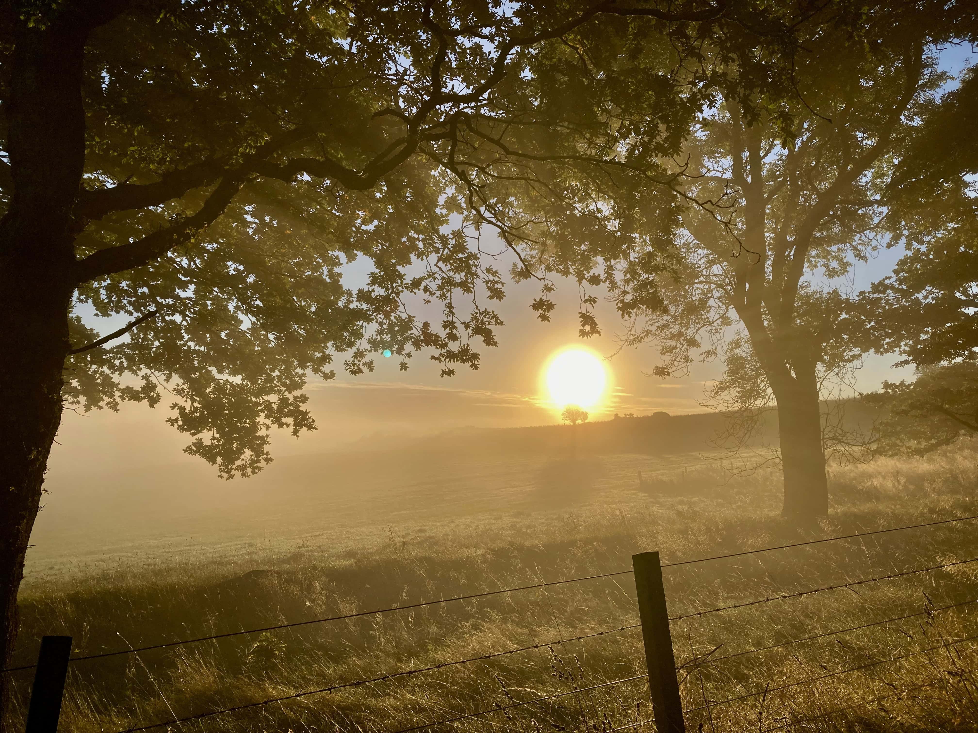 Misty Morning — Cellpic Sunday