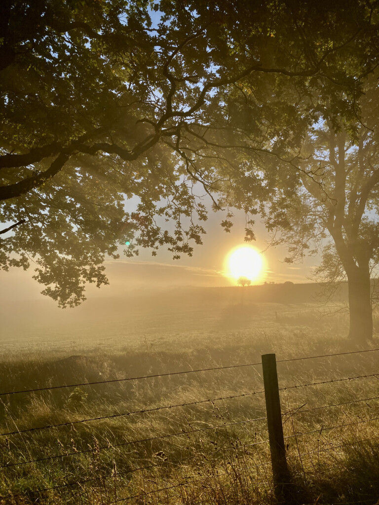 Misty morning