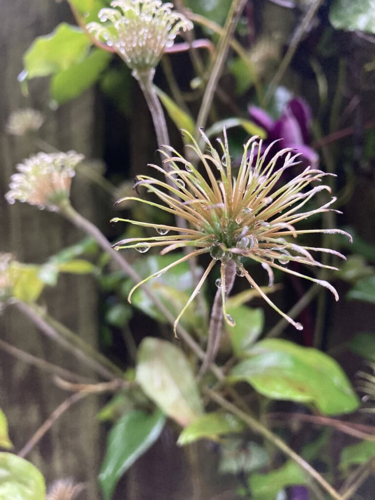 Old clematis heads