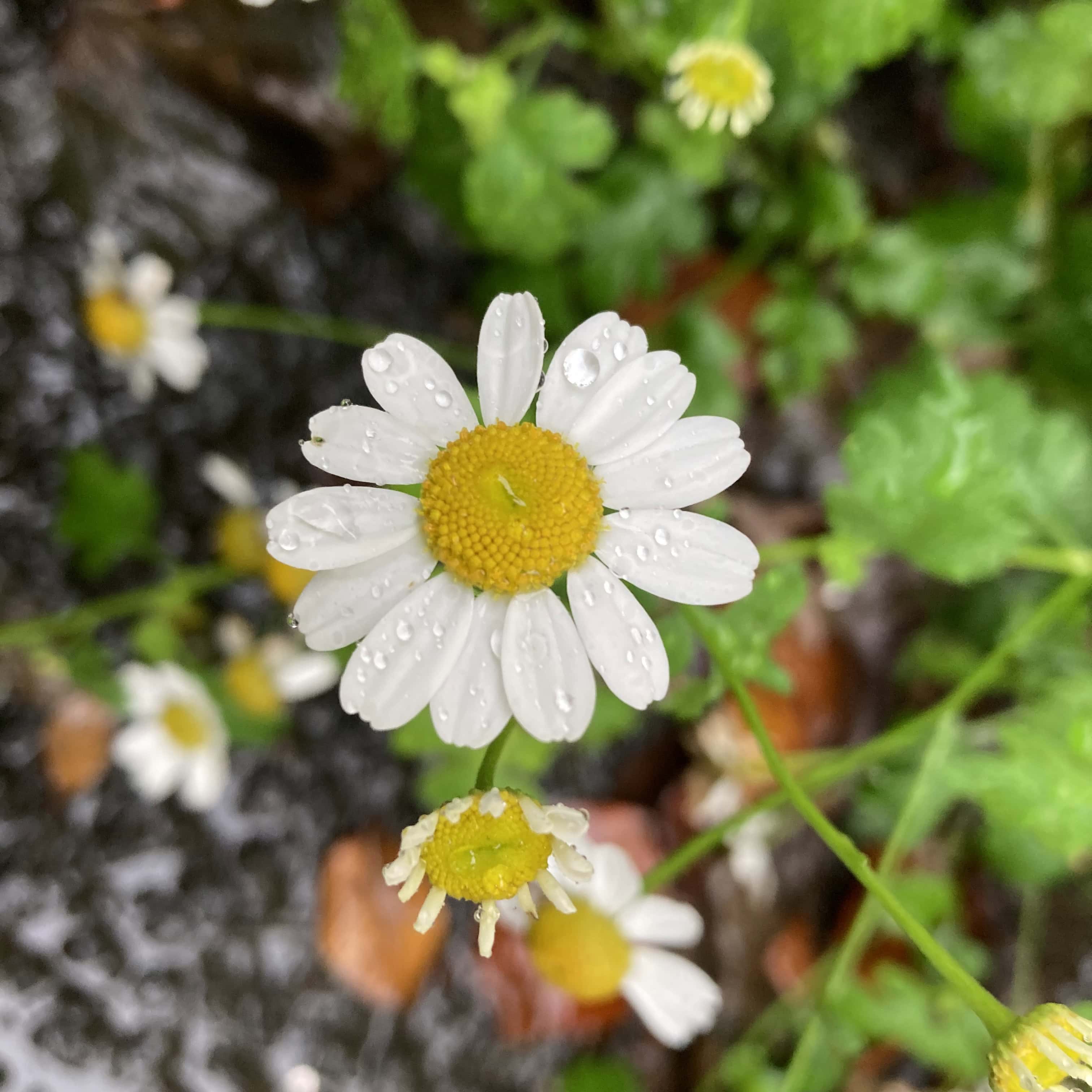 Feverfew and Raindrops — FOTD Oct 13