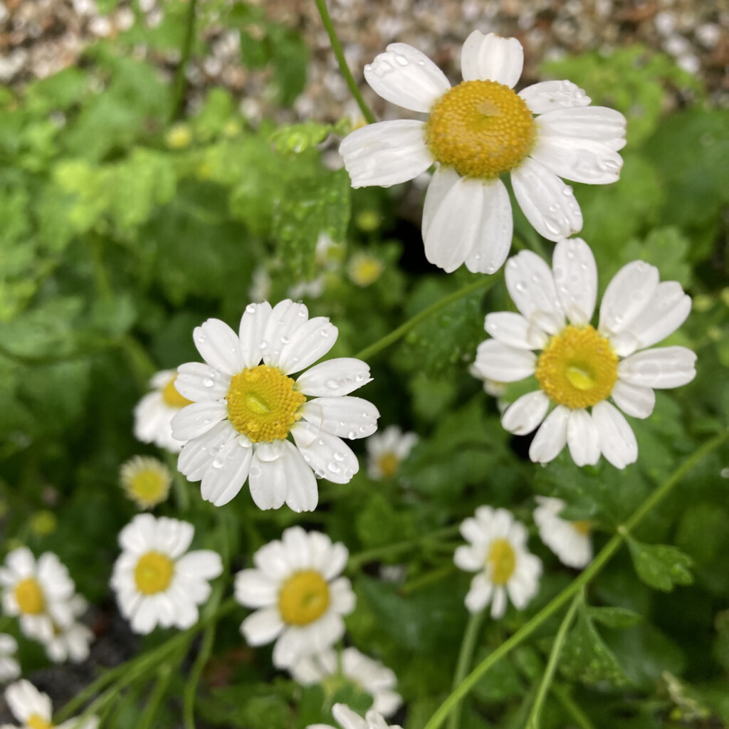 Feverfew