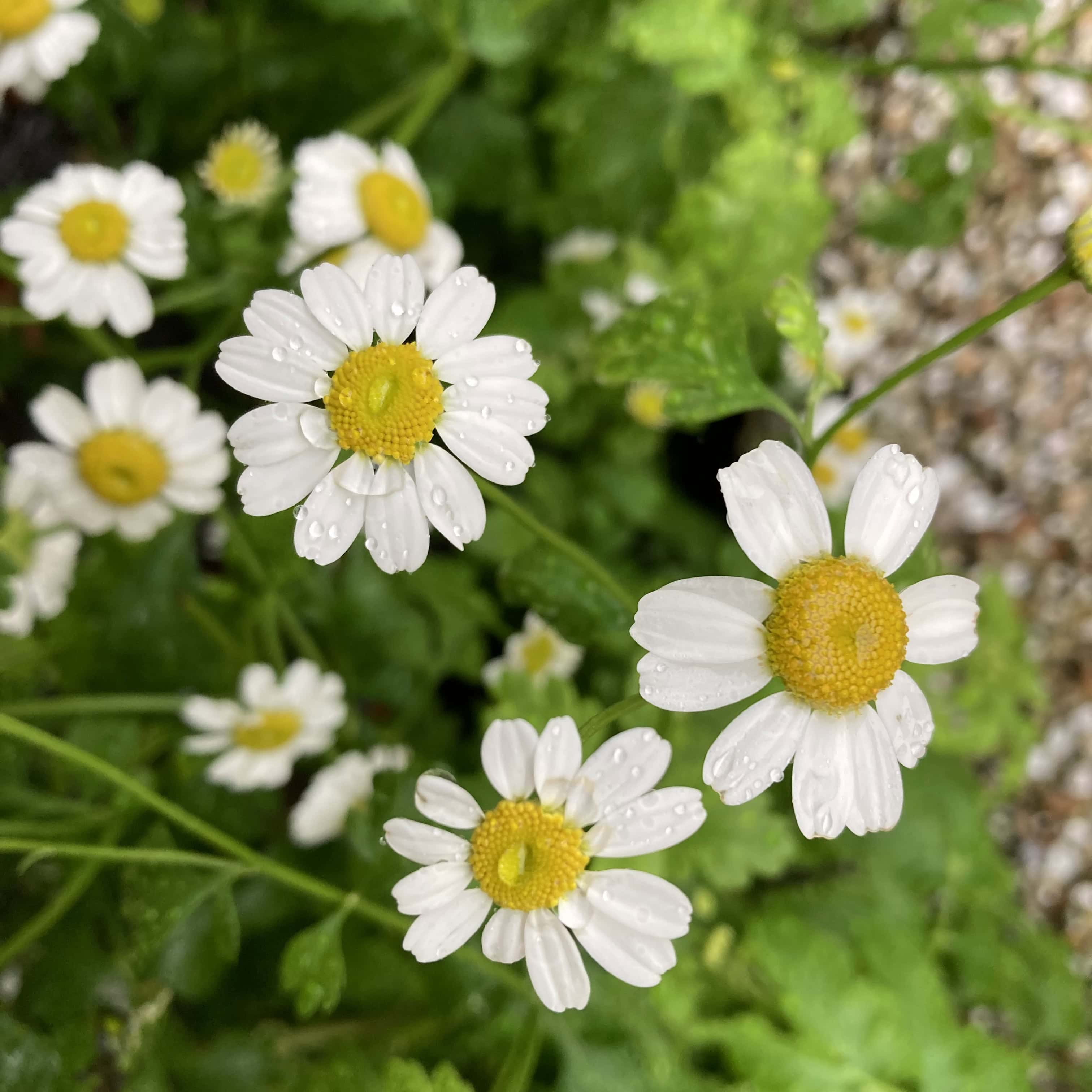 Feverfew — FOTD Oct 09 and Thursday Trios