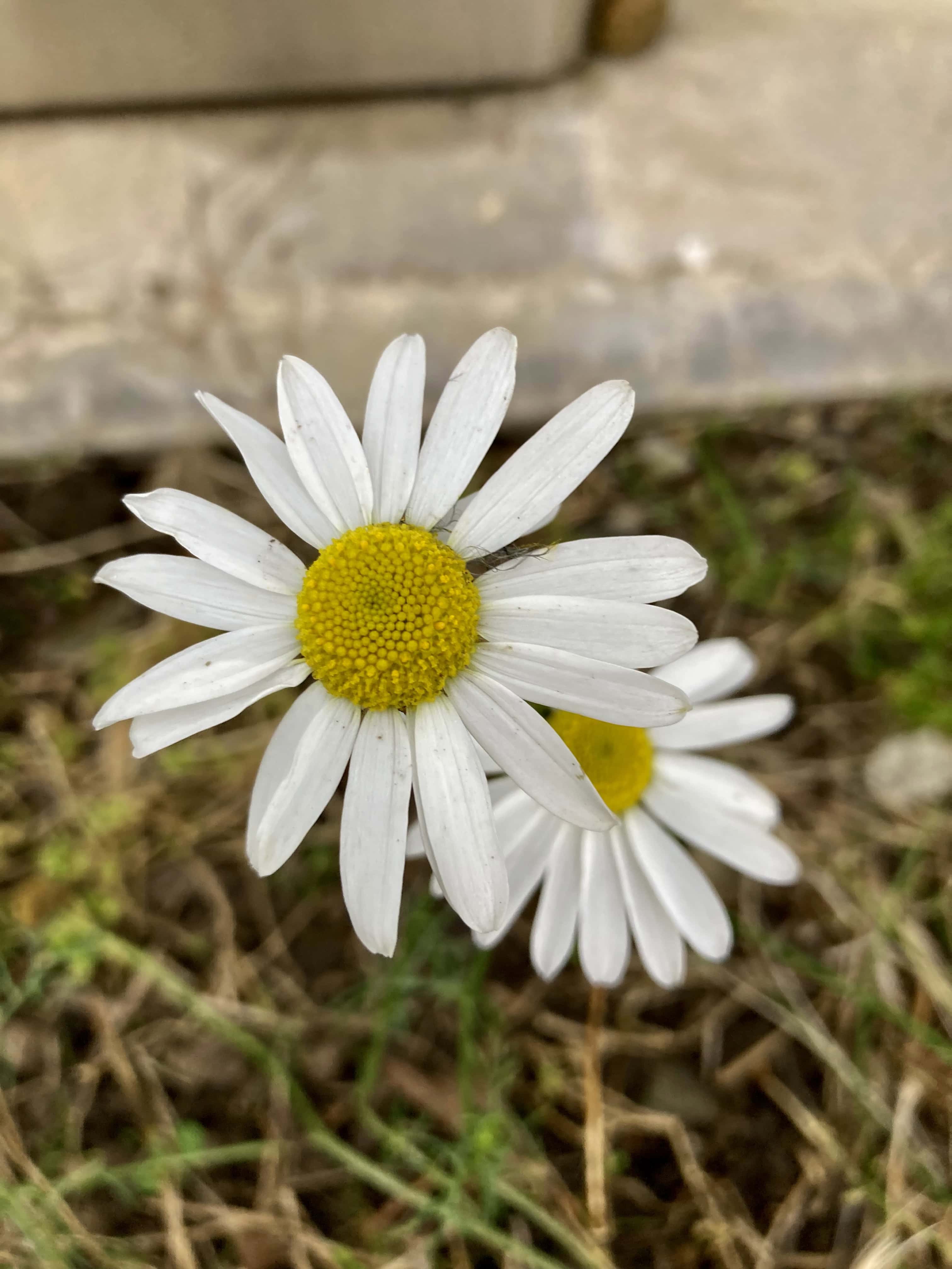 Asters — FOTD Oct 16