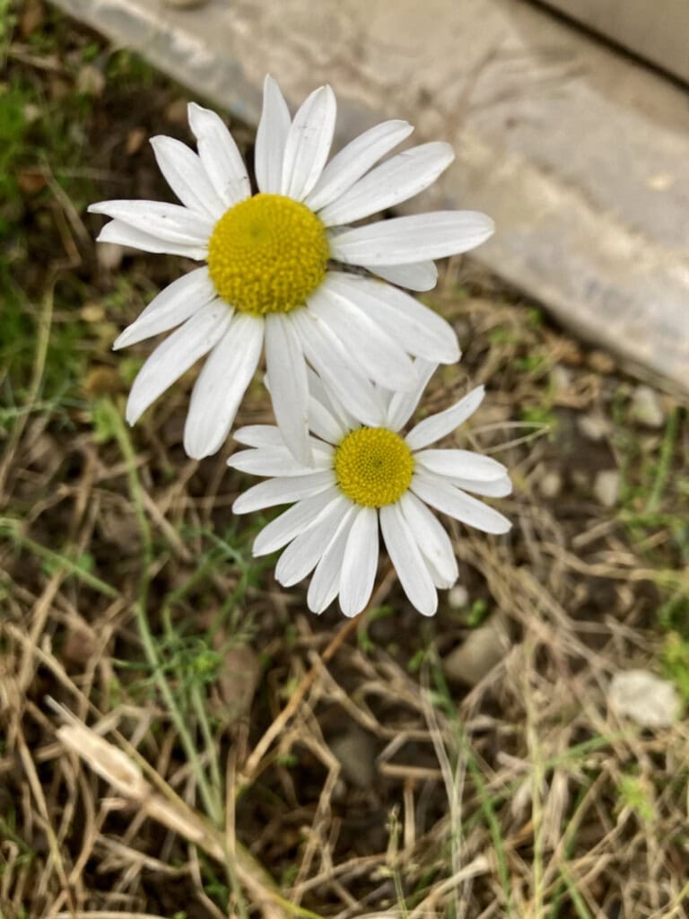 Asters