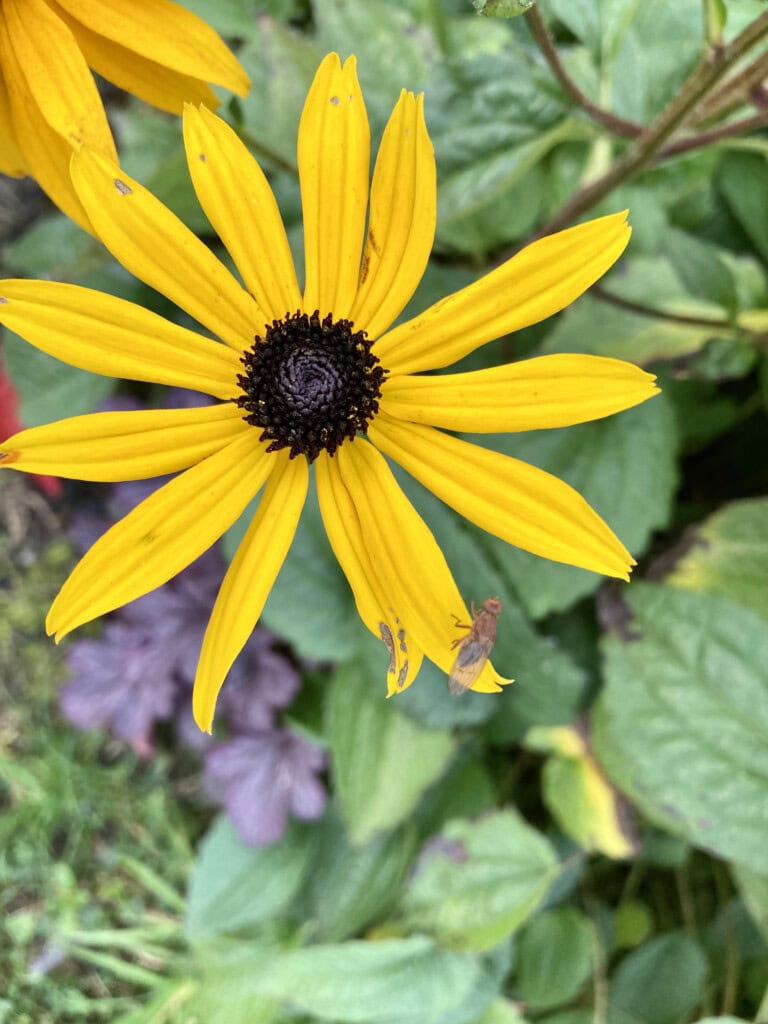 Black-eyed susan