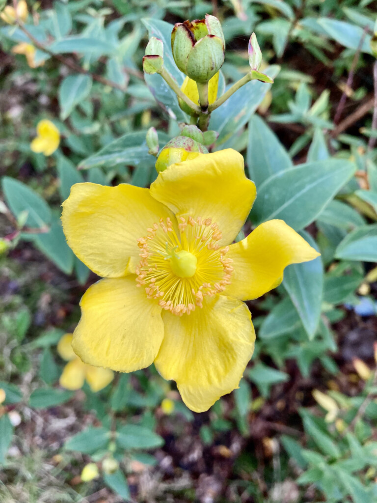 St John's Wort -- FOTD Oct 18