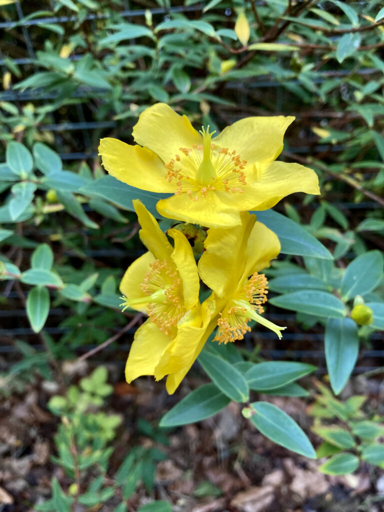 St John's Wort