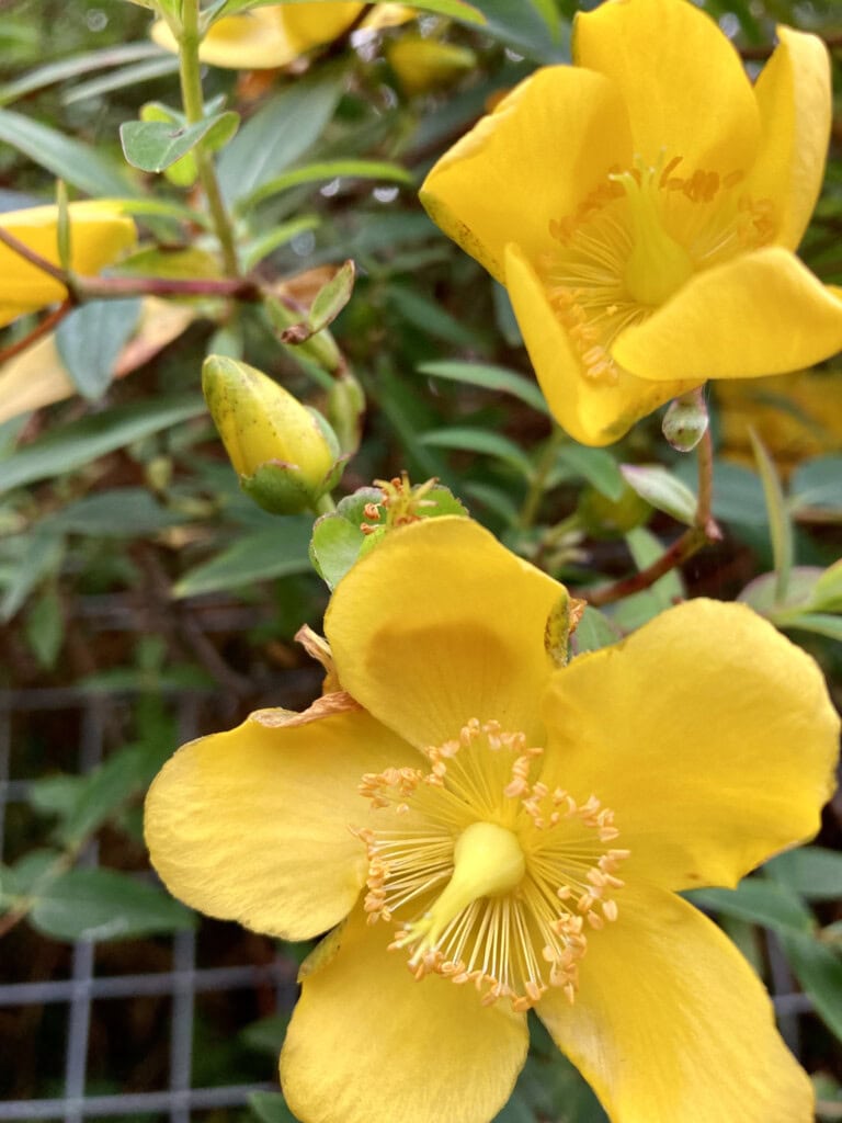 St John's Wort
