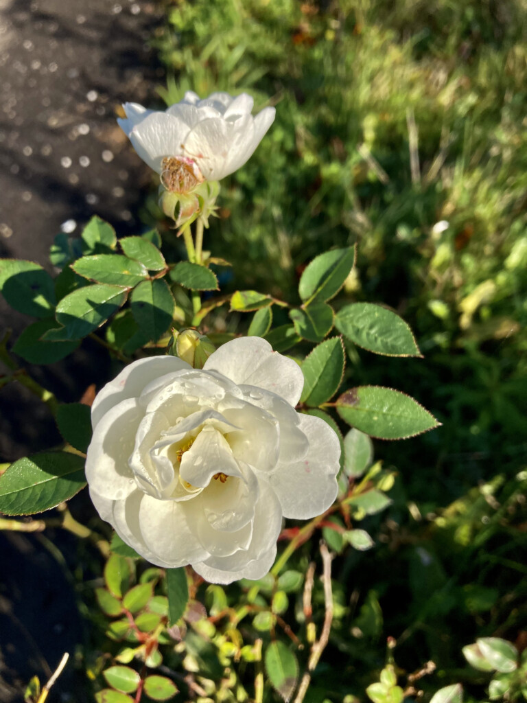 Wild white rose