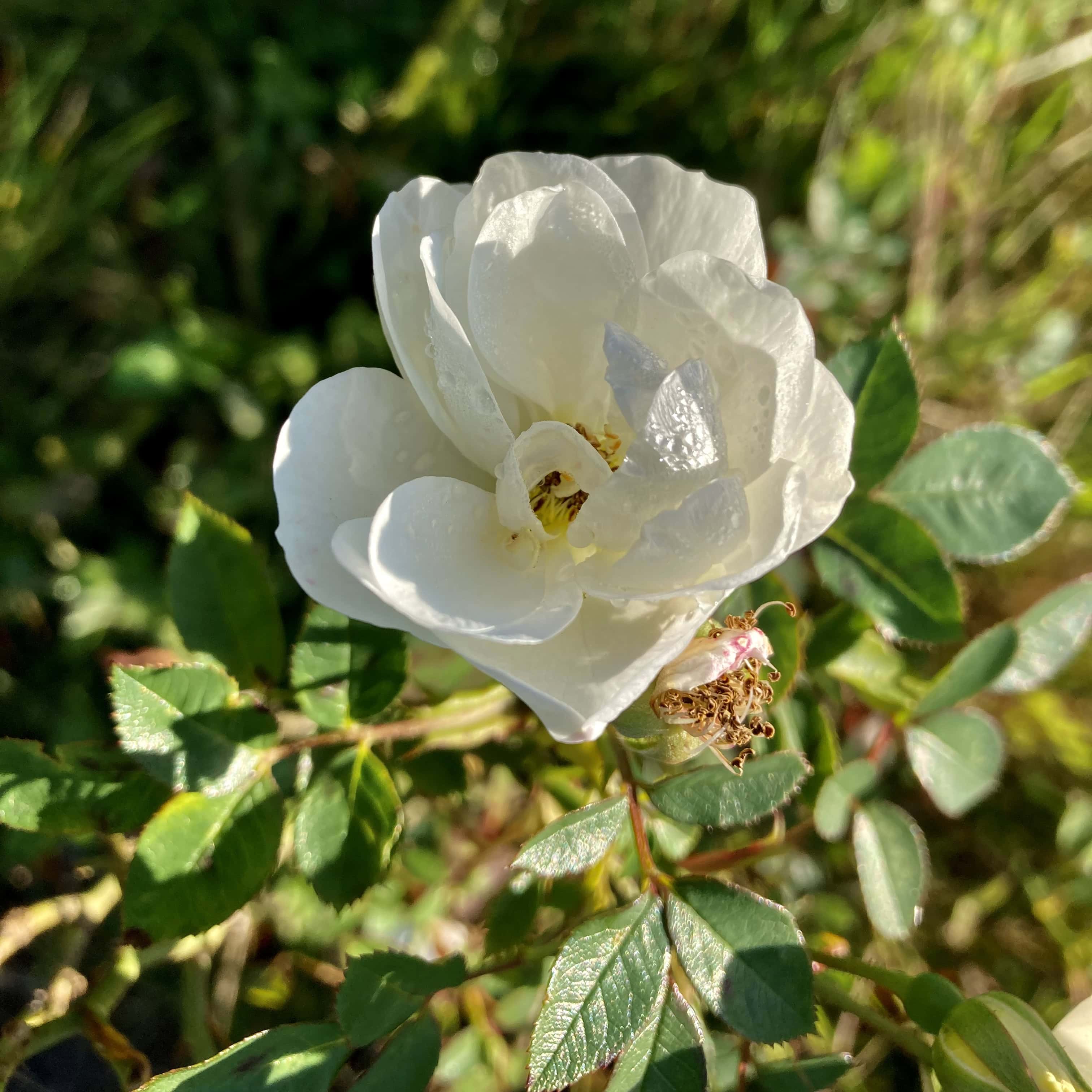 Wild White Rose — FOTD Oct 21