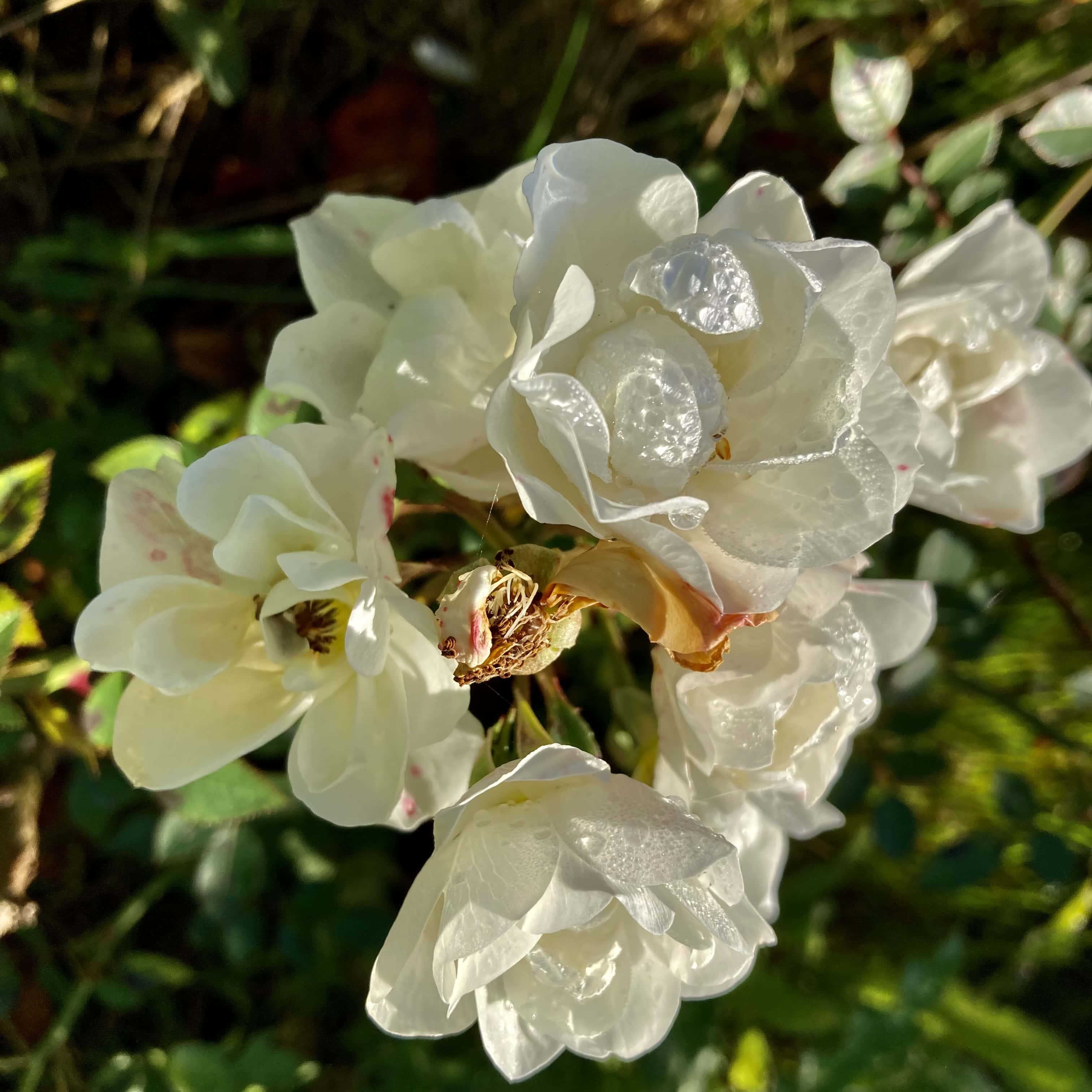 Wild White Roses — FOTD Oct 20
