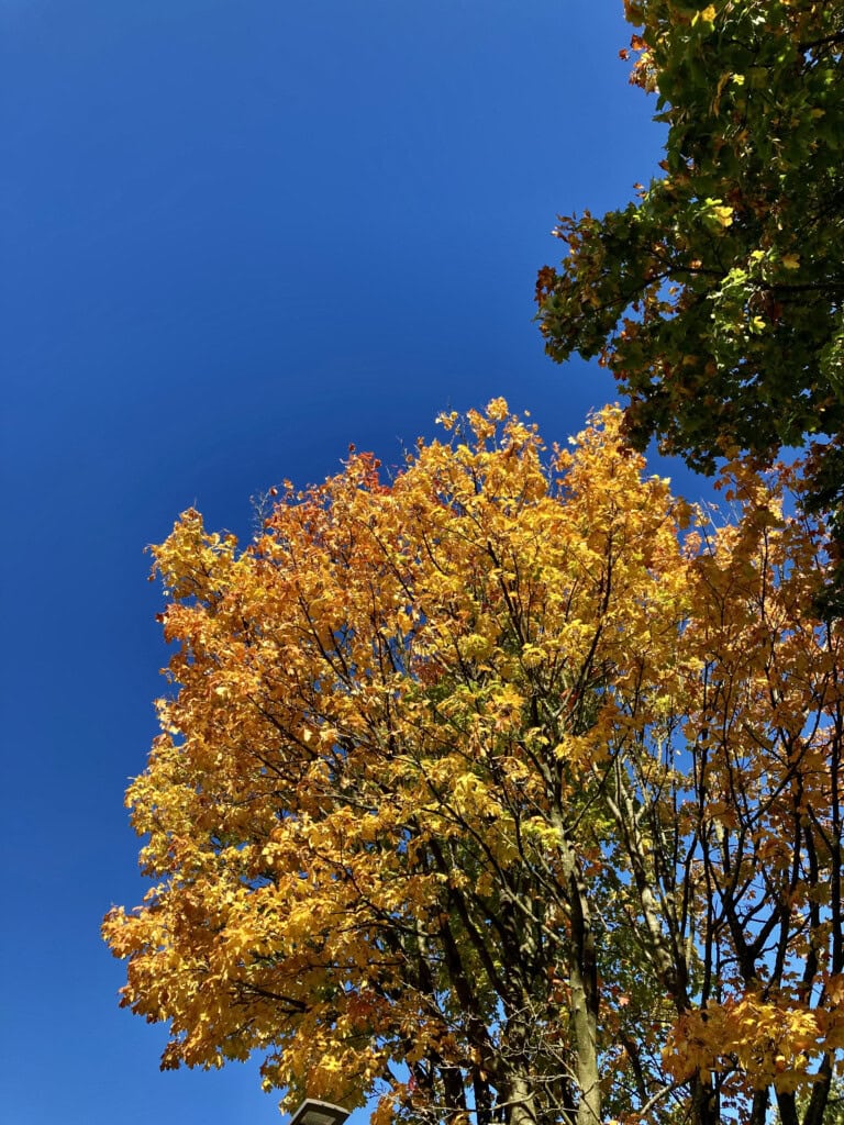 Autumn leafs