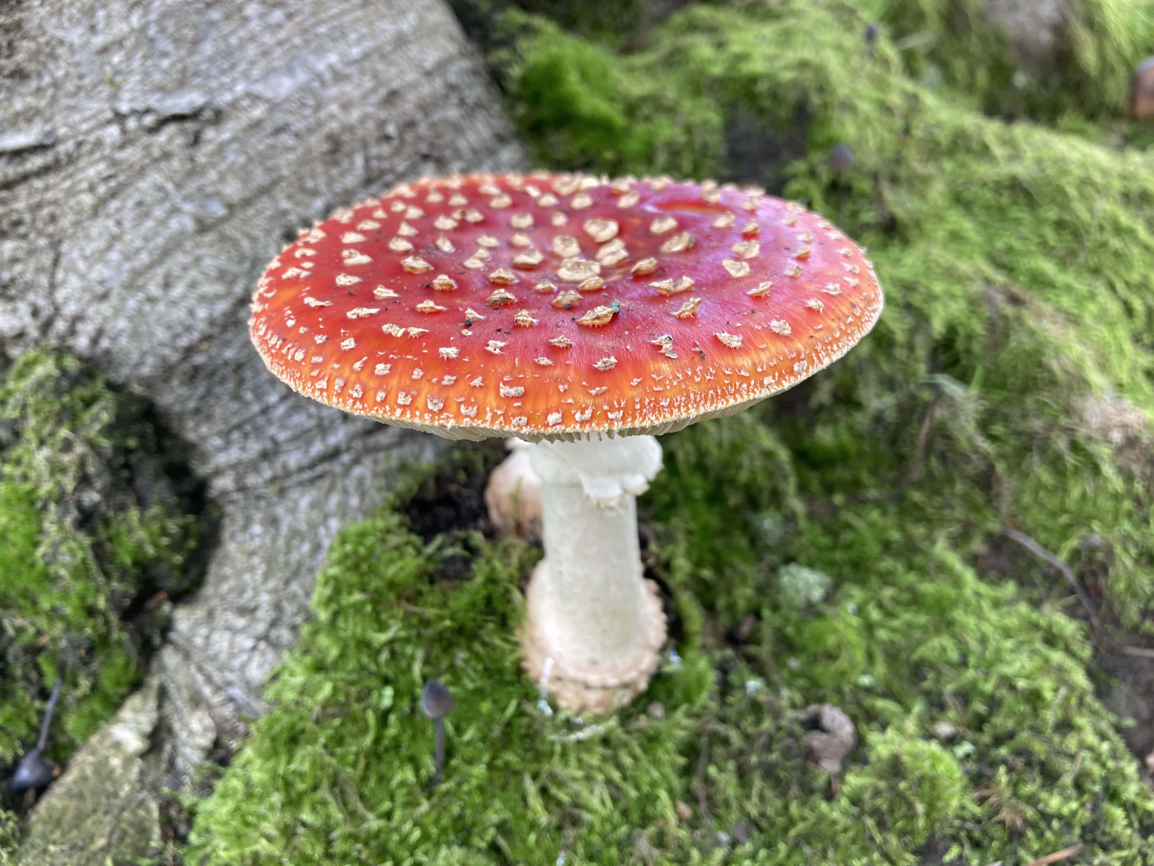 Mushrooms — Macro Monday Nov 01
