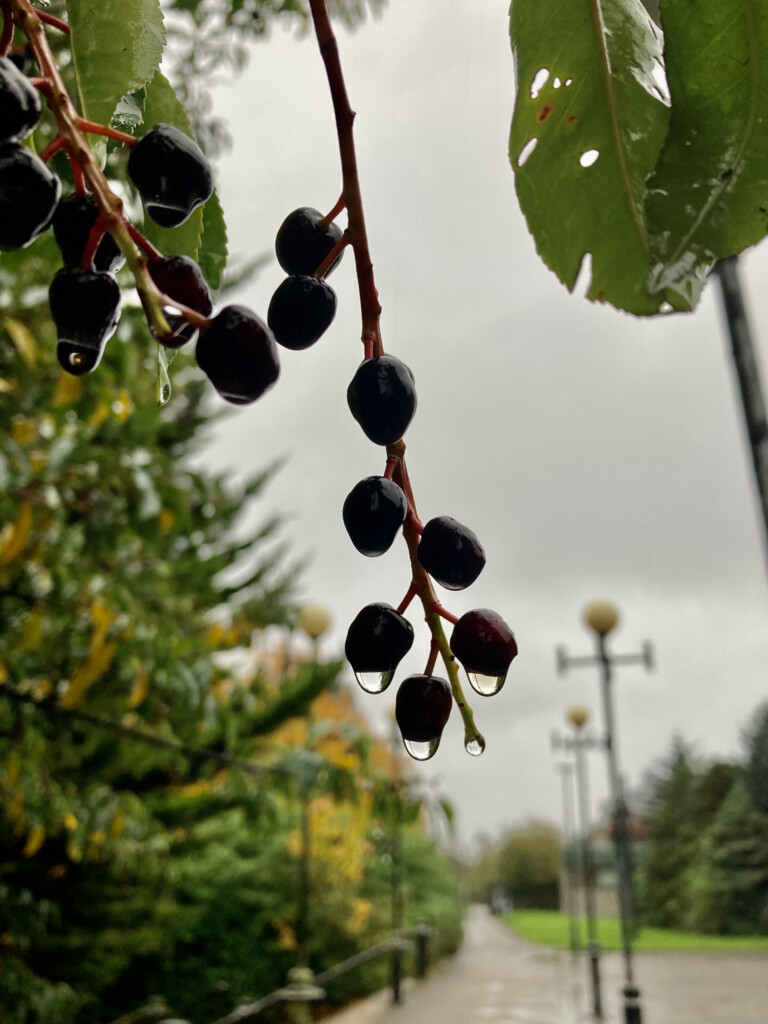 Raindrops on berries