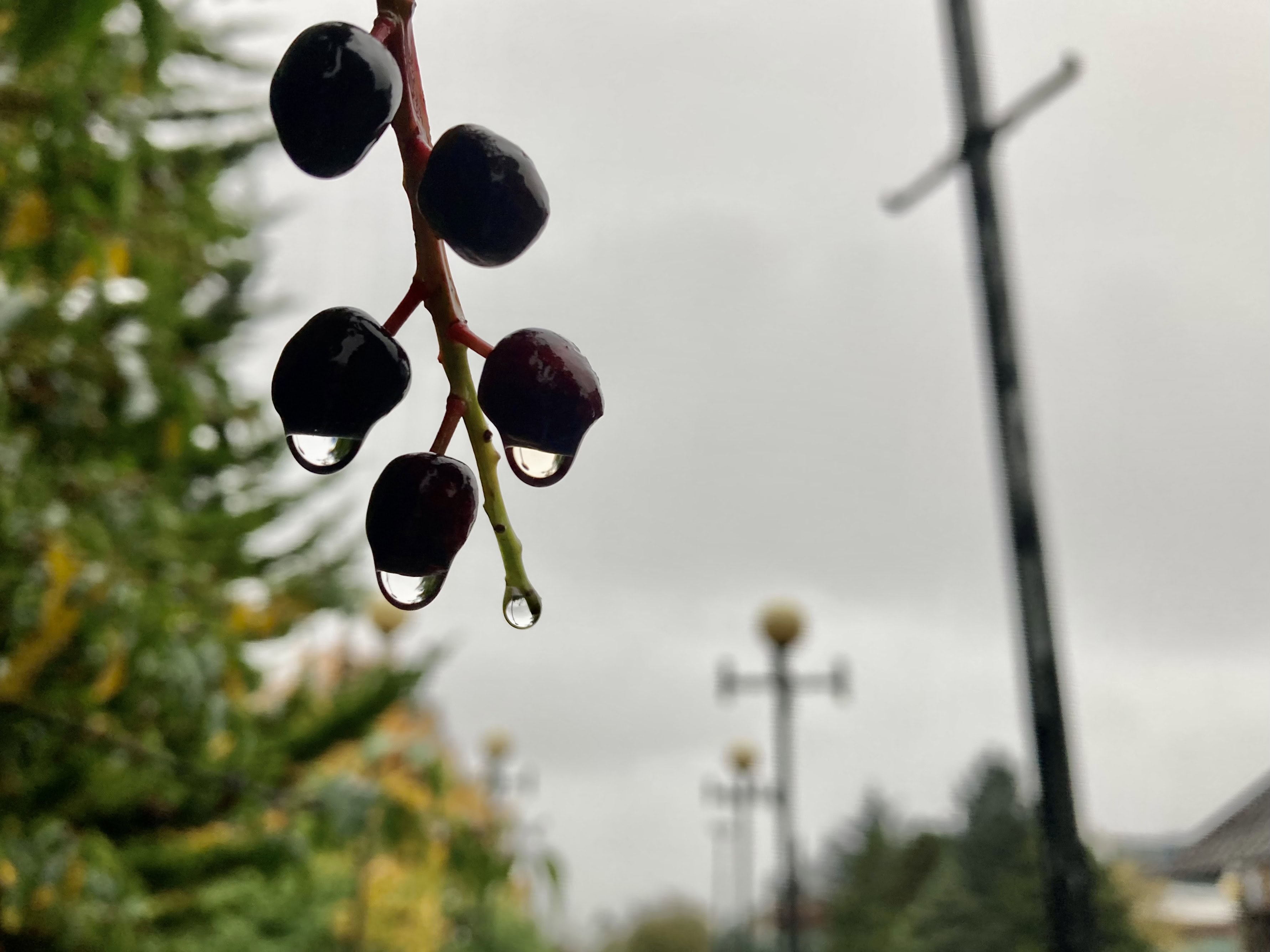 Raindrops on Berries — Cellpic Sunday