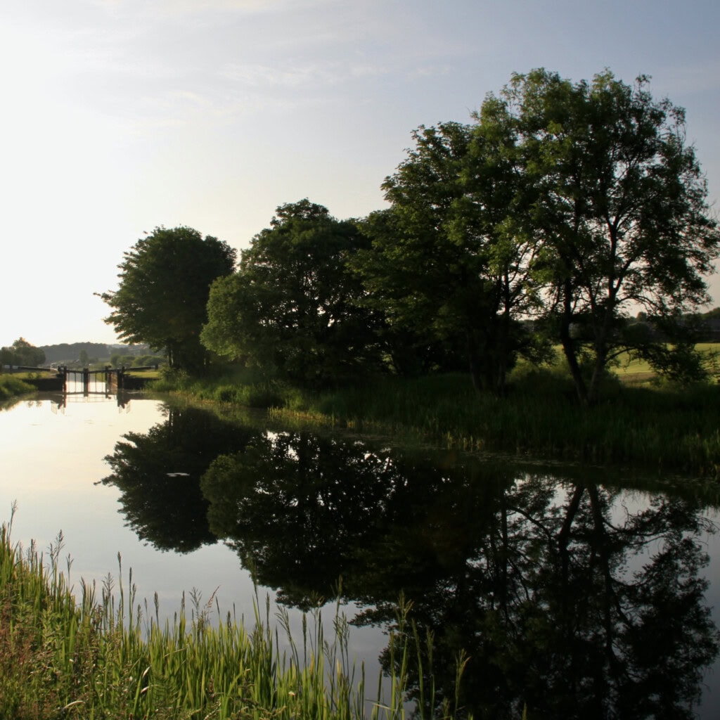Trees by the Forth & Clyde Canal