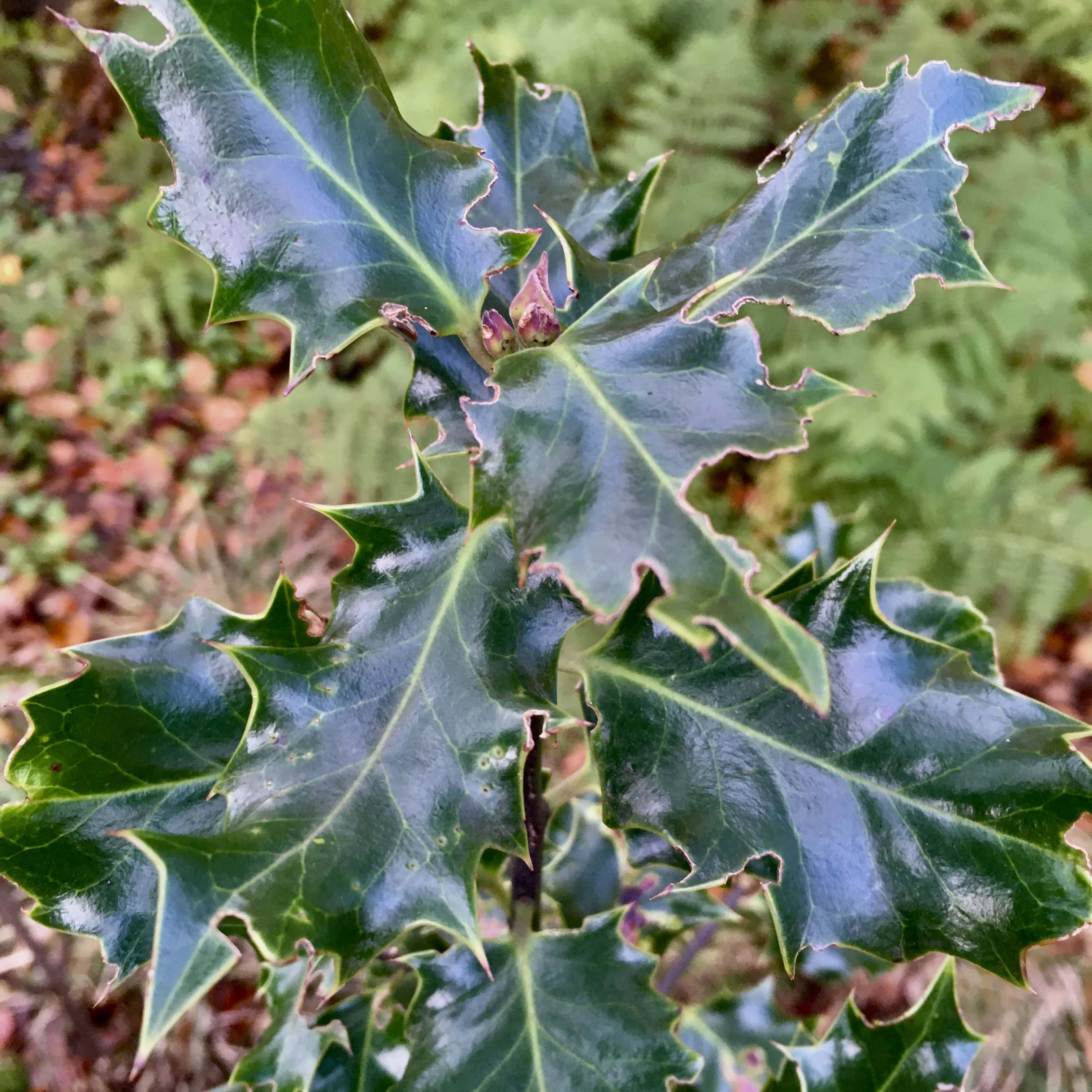 Holly — FOTD Oct 29