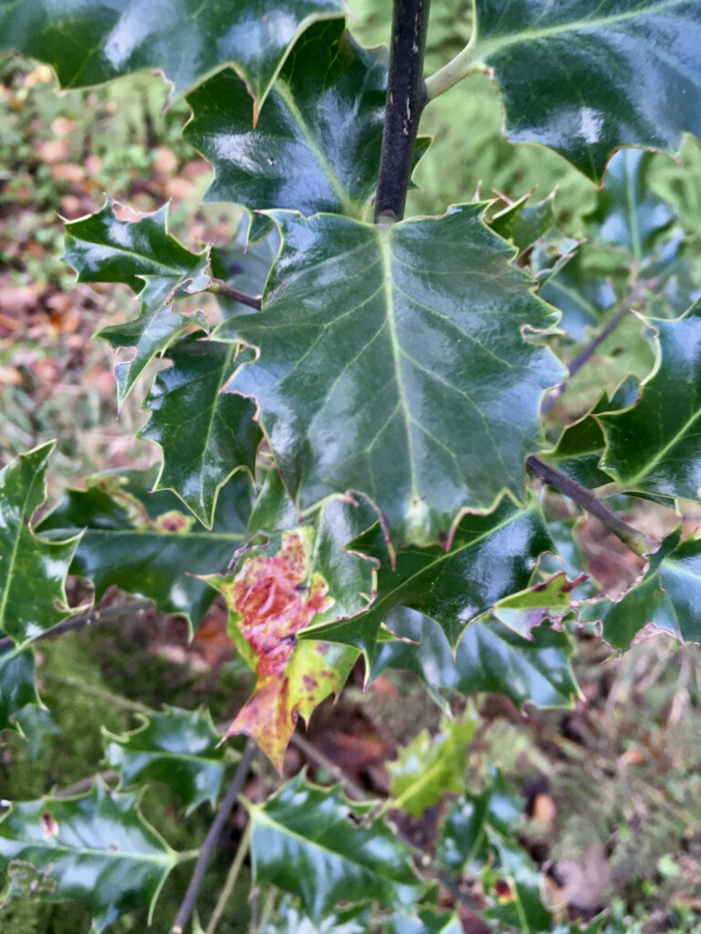 Holly